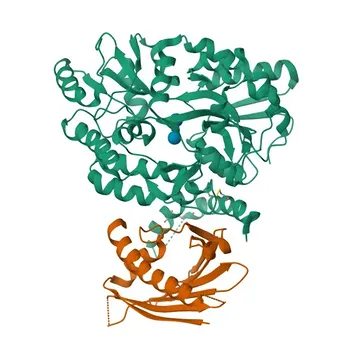 Anticorpo Policlonale Anti-PRELID3A per IHC-P, ELISA - Q96N28