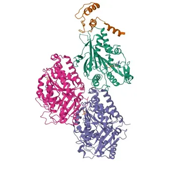 Anticorpo policlonale coniglio anti-KIF7 per WB, ELISA - Q2M1P5