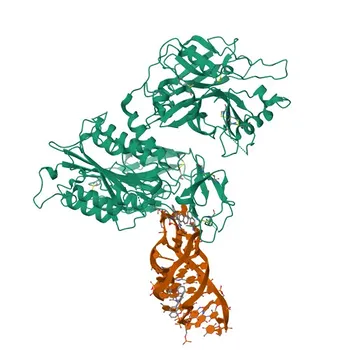 Anti-Complement factor B Polyclonal Antibody for WB, IF/ICC, ELISA - P00751