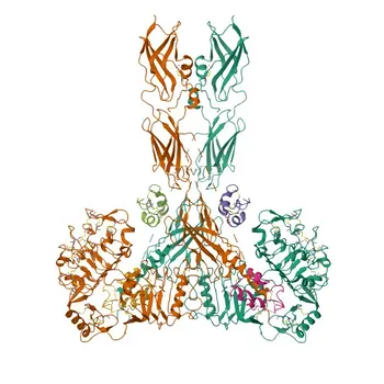 Anti-IGF2 Rabbit Polyclonal Antibody for WB, IHC-P, IF/ICC, ELISA - P01344