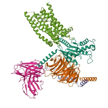 Anti-GNAT3 Rabbit Polyclonal Antibody for WB, IF/ICC, ELISA - A8MTJ3