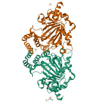 Anticorpo Policlonale Anti-JMJD6 per WB, IHC-P, ELISA - Q6NYC1