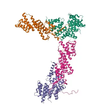 Anti-COPA Polyclonal Antibody for WB and ELISA - P53621