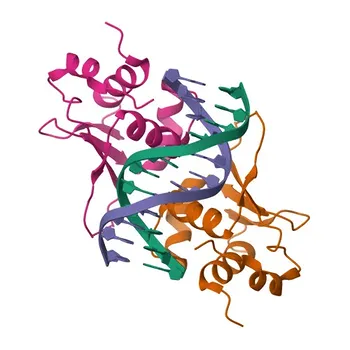 Phospho-HSF1-S326 Rabbit pAb para WB, ELISA - Q00613