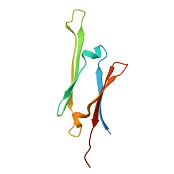 Anti-HSPB7 Polyclonal Antibody for WB, IHC-P, ELISA - Q9UBY9