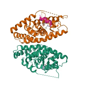 Anticorpo Policlonale di Coniglio Anti-RXRB per WB, ELISA - P28702