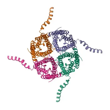 Anti-AQP2 Polyclonal Antibody for WB, IF-P, IHC-P, ELISA - P41181