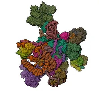 Anticorpo policlonale di coniglio anti-PRKRIP1 per WB, IF/ICC, ELISA - Q9H875