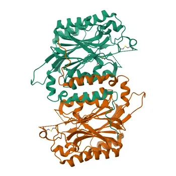 Anticorpo policlonale coniglio Anti-UPB1 per WB, ELISA - Q9UBR1