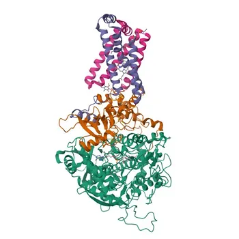 Anticorpo Policlonal Anti-SDHC para WB, IHC-P, IF/ICC, ELISA - Q99643