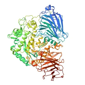 Anticorpo Policlonale Anti-MGAM per WB, ELISA - O43451