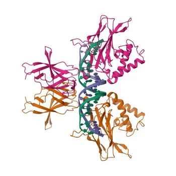 Фосфо-специфическое кроличье моноклональное антитело к Phospho-NF-κB p105 (Ser932) для ВБ, ИФА - P19838