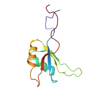 Anti-SRSF8 Rabbit Polyclonal Antibody for WB - Q9BRL6