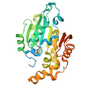 Anticorpo policlonale rabbit Anti-BCDIN3D per WB, ELISA - Q7Z5W3