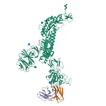 Anticorps polyclonal de lapin contre la protéine Spike S1 du SARS-CoV-2 pour WB et ELISA - P59594