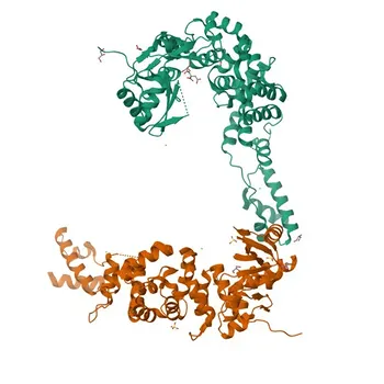 Anti-TRNT1 Polyclonal Antibody for WB, ELISA - Q96Q11