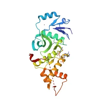 Anti-KAT5/Tip60 Polyclonal Antibody for WB, IF/ICC, ELISA - Q92993