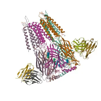 Anti-GABA A Receptor beta 2 (GABRB2) Rabbit Polyclonal Antibody for WB, ELISA - P47870
