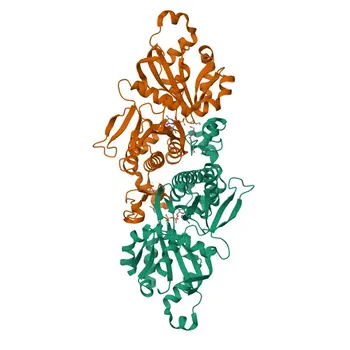 Anti-PANK2 Rabbit Polyclonal Antibody for WB and ELISA - Q9BZ23