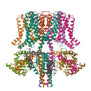 Anticorpo policlonale coniglio anti-KCNQ2 per WB, ELISA - O43526