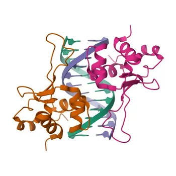 Anti-HSF2 Rabbit pAb for WB, ELISA - Q03933
