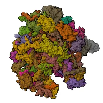 Anticorpo policlonale coniglio anti-GTPBP6 per WB, IF/ICC, ELISA - O43824