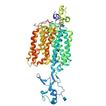 Anticorpo policlonale rabbit anti-SLC22A5 (OCTN2) per WB, IF/ICC, ELISA - O76082