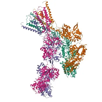 Anticorpo policlonale anti-GRID2 per WB, IF/ICC, ELISA - O43424