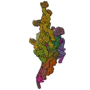 DYNC1LI2 Rabbit Polyclonal Antibody for WB - O43237