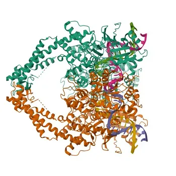 Anticorpo policlonale anti-Topo IIα per WB, IHC-P, ELISA - P11388