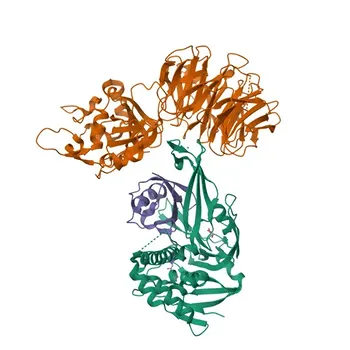 Anticorpo policlonale anti-USP12 per WB, ELISA - O75317
