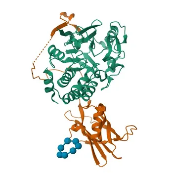 Anticorpo Policlonale Anti-PPP1R3C per IHC-P, IF/ICC, ELISA - Q9UQK1