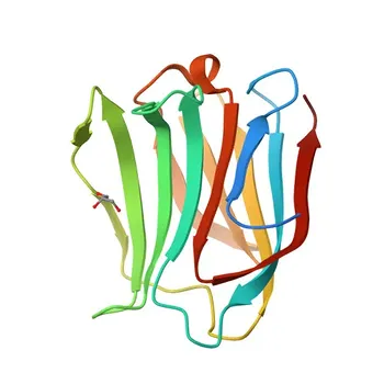 Anticorpo policlonale di coniglio anti-Galectina 4/LGALS4 per WB, IF-P, ELISA - P56470
