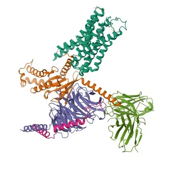 Anti-CHRM3 Polyclonal Antibody for WB, ELISA - P20309