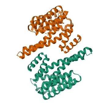 Anticorpo policlonale di coniglio anti-pan 14-3-3 per WB, ELISA - P27348 / P31946 / P61981 / P62258 / P63104 / Q04917 / P31947