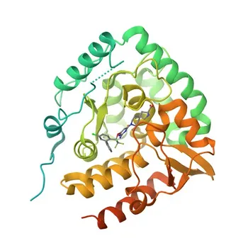 Anti-TPH1 Polyclonal Antibody for WB, ELISA - P17752