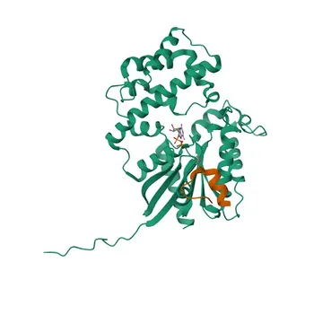 Anticorpo policlonale anti-CCDC88A (Girdin) per WB, ELISA - Q3V6T2