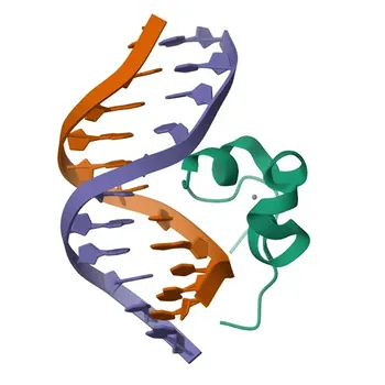 Anticorpo Policlonale Anti-SLC2A4RG per WB, ELISA - Q9NR83