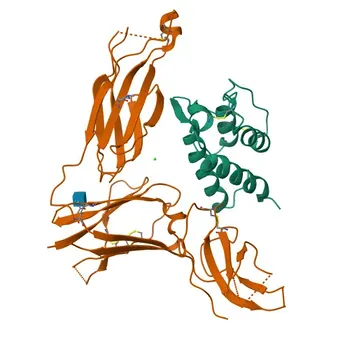 IL13 Rabbit pAb - P35225