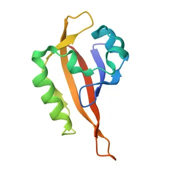 Anti-BMAL1 Polyclonal Antibody for WB, ELISA - O00327