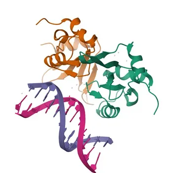 Anticorpo policlonale coniglio anti-BAZ2A per WB, IHC-P, IF/ICC, ELISA - Q9UIF9