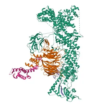 Anticorpo policlonale anti-FBXW8 di coniglio per WB, IF/ICC, ELISA - Q8N3Y1