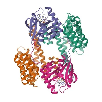 Anticorpo Monoclonal de Coelho Anti-Fosfo-YWHAZ (Ser58)/YWHAH (Ser59)/YWHAG (Ser59)/YWHAB (Ser60) para WB, ELISA - P63104 / Q04917 / P61981 / P31946