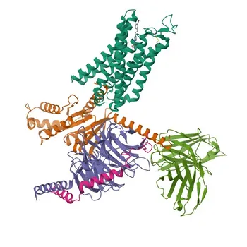 Anti-ADORA3 Polyclonal Antibody for WB, ELISA - P0DMS8