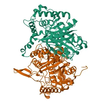 Anti-ACAA1 Polyclonal Antibody for WB, ELISA - P09110