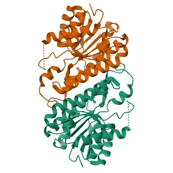Anticorpo policlonale anti-DHRS1 per WB e ELISA - Q96LJ7