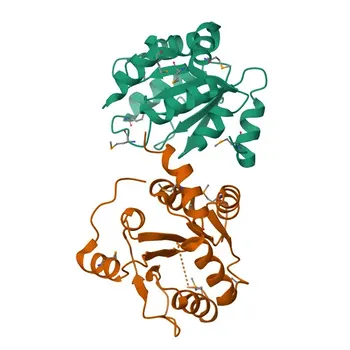 UGT2B7 Coniglio pAb - P16662