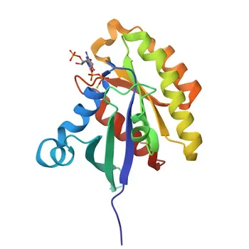 Anti-RAB28 Rabbit Polyclonal Antibody for WB, ELISA - P51157