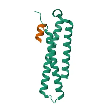 Anticorpo policlonale coniglio anti-STX6 per WB, ELISA - O43752
