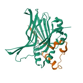 Anticorpo Policlonal de Coelho anti-fosfo-YAP1 (S397) para WB, IF/ICC, ELISA - P46937
